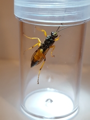 Ichneumon lotatorius