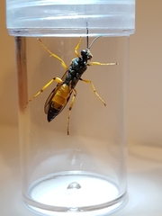 Ichneumon lotatorius
