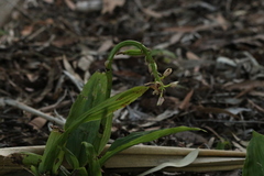 Eulophia cernua