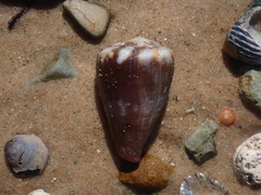 Conus rattus