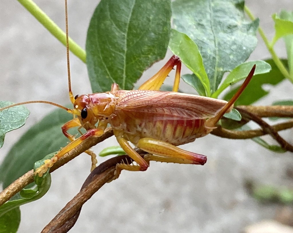 Tytthogryllacris