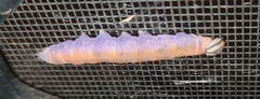 Cephrenes augiades