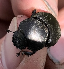 Canthon pilularius