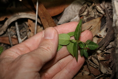 Leichhardtia coronata