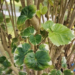 Polyscias scutellaria