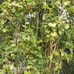 Polyscias scutellaria