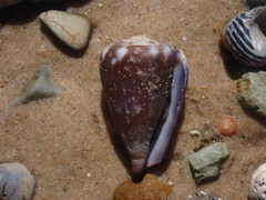 Conus rattus