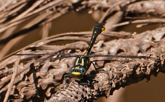 Hylogomphus apomyius