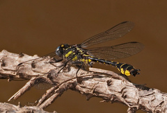 Hylogomphus apomyius