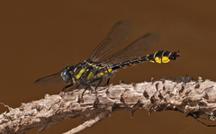 Hylogomphus apomyius