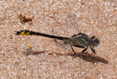 Hylogomphus apomyius