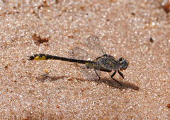 Hylogomphus apomyius