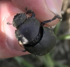 Canthon pilularius