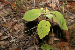 Solanum gympiense
