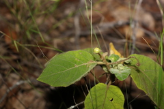 Solanum gympiense
