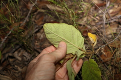 Solanum gympiense