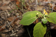 Solanum gympiense