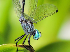 Micrathyria ocellata