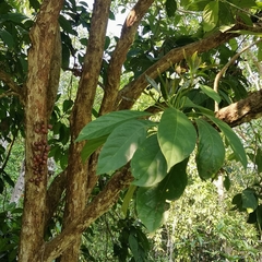 Baccaurea ramiflora