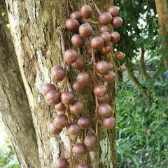 Baccaurea ramiflora