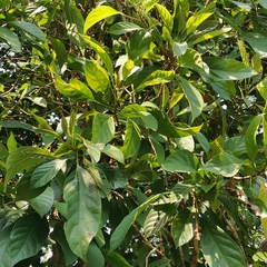 Baccaurea ramiflora