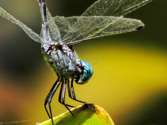 Micrathyria ocellata