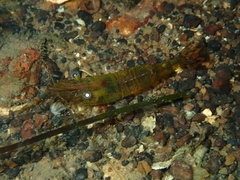 Palaemon dolospinus