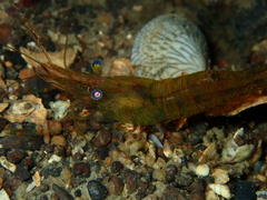 Palaemon dolospinus