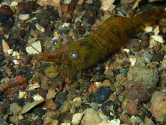 Palaemon dolospinus