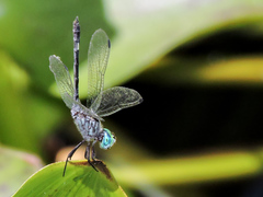 Micrathyria ocellata