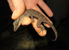Cyrtodactylus muluensis
