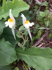 Linaria reflexa