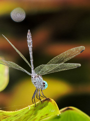 Micrathyria ocellata