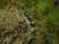 Facelina newcombi