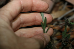 Crotalaria brevis