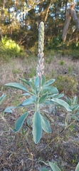 Lupinus westianus