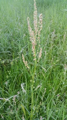 Rumex hastatulus