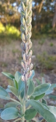 Lupinus westianus