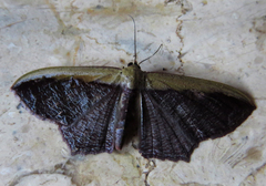 Zythos strigata