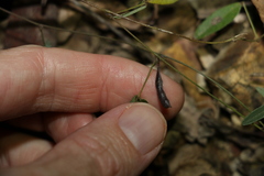 Glycine cyrtoloba