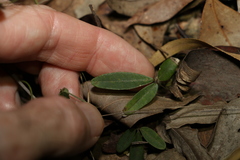 Glycine cyrtoloba