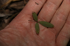 Glycine cyrtoloba
