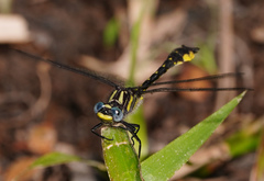 Hylogomphus apomyius