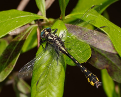 Hylogomphus apomyius