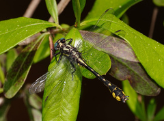 Hylogomphus apomyius