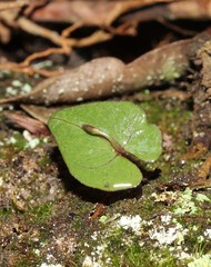 Acianthus pusillus