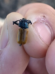 Labidostomis taxicornis