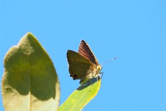 Hypochrysops epicurus
