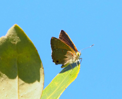 Hypochrysops epicurus