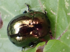 Chrysolina wollastoni